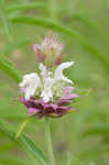 Lemon beebalm